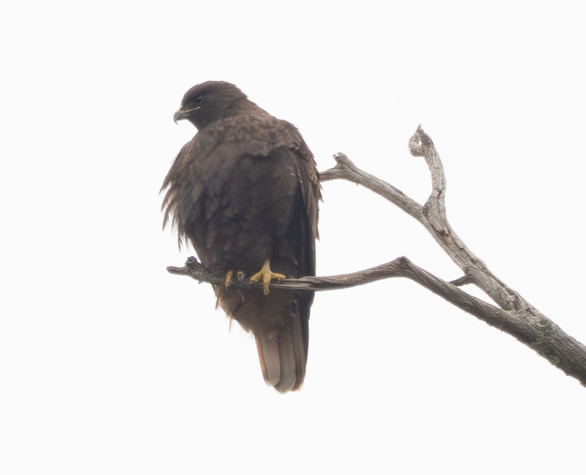 Red-tailed Hawk - ML647013699