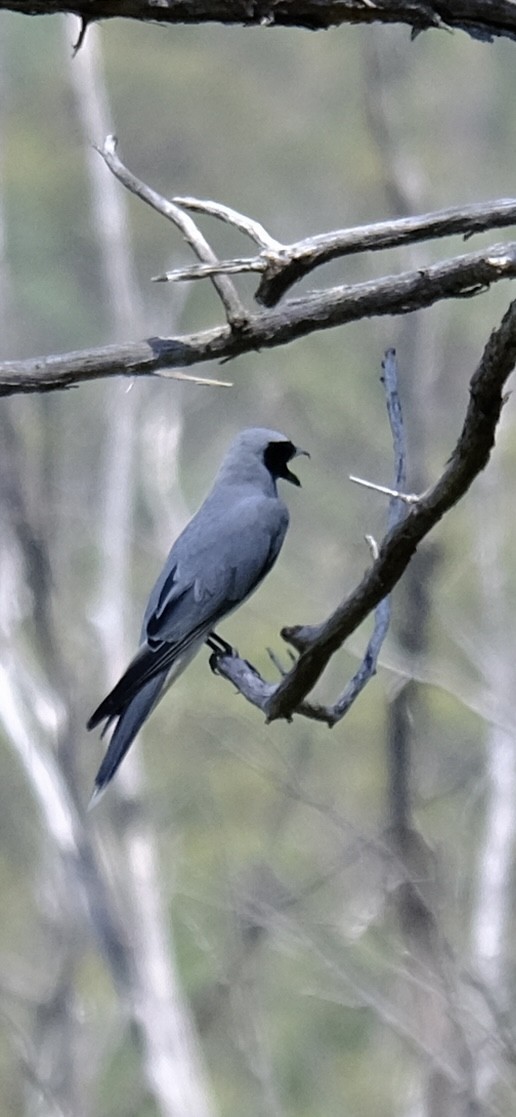 Black-faced Cuckooshrike - ML647013700