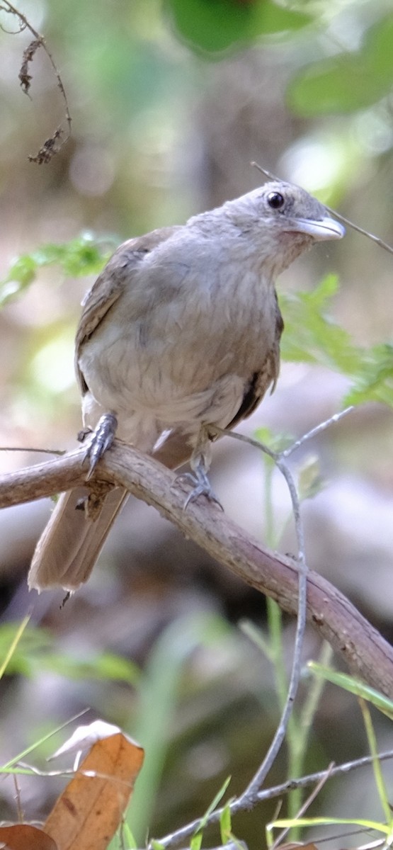 Gray Shrikethrush - ML647013703