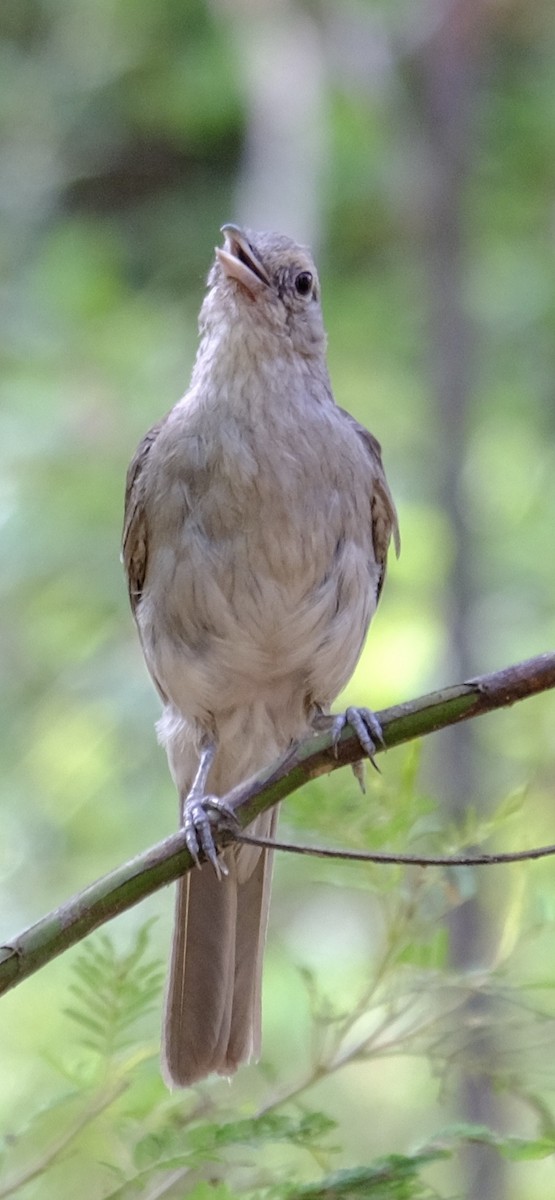Gray Shrikethrush - ML647013704