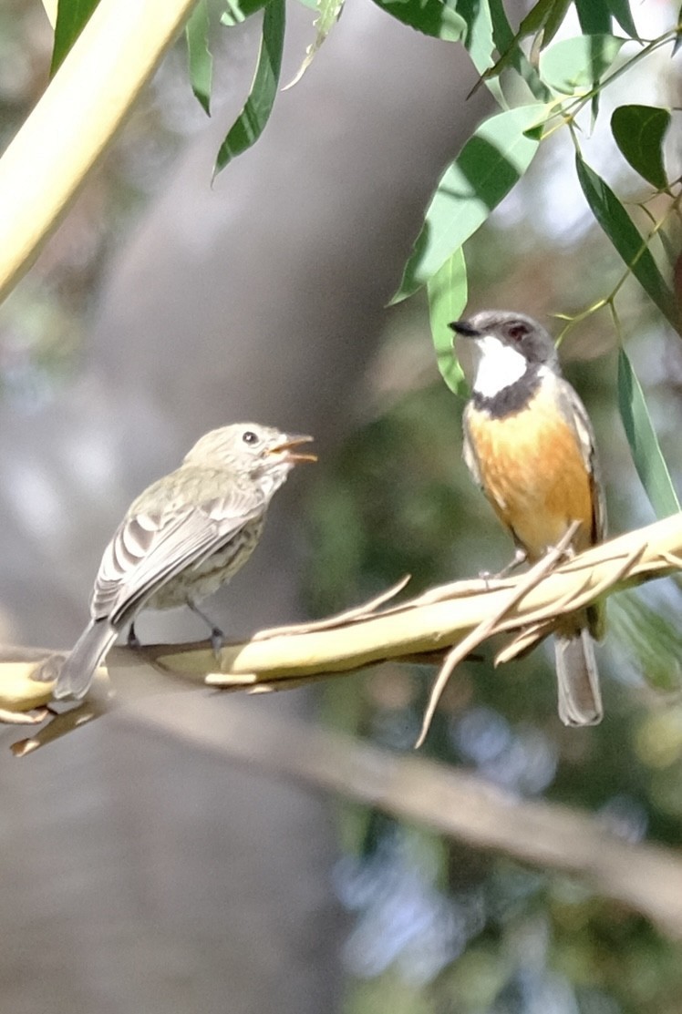 Rufous Whistler - ML647013706