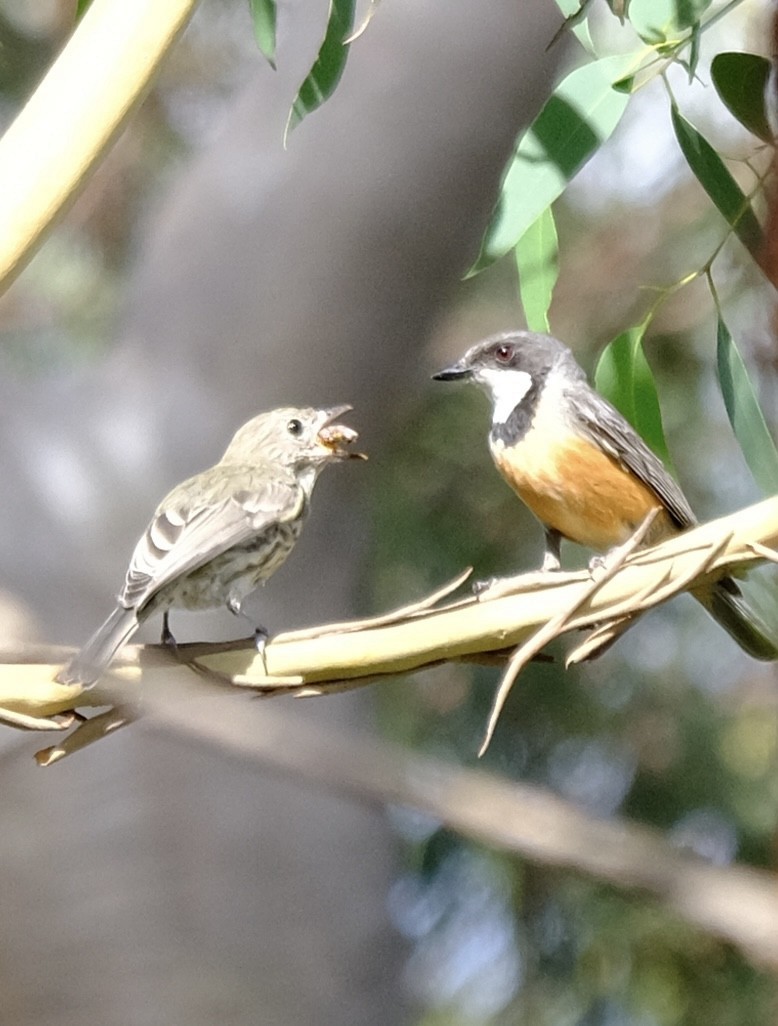 Rufous Whistler - ML647013707