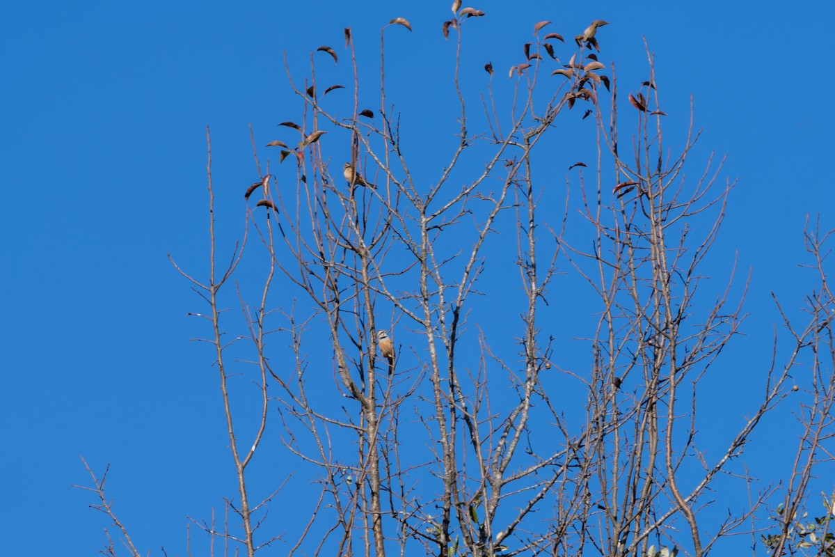 Rock Bunting - ML647013708