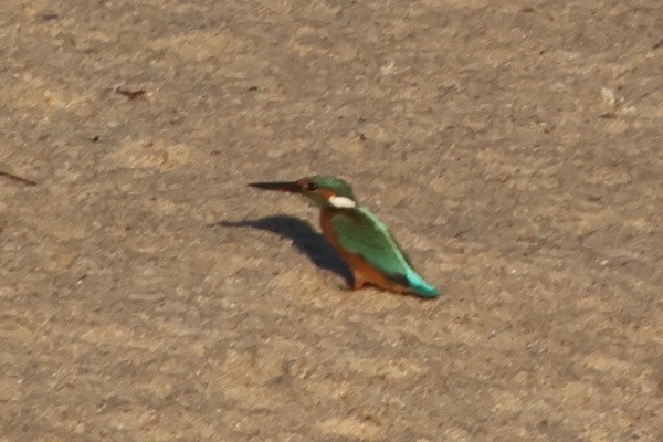 Common Kingfisher - ML647013709