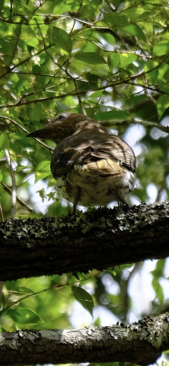 Australasian Figbird - ML647013713