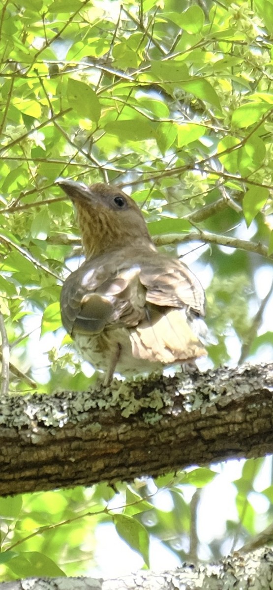 Australasian Figbird - ML647013714