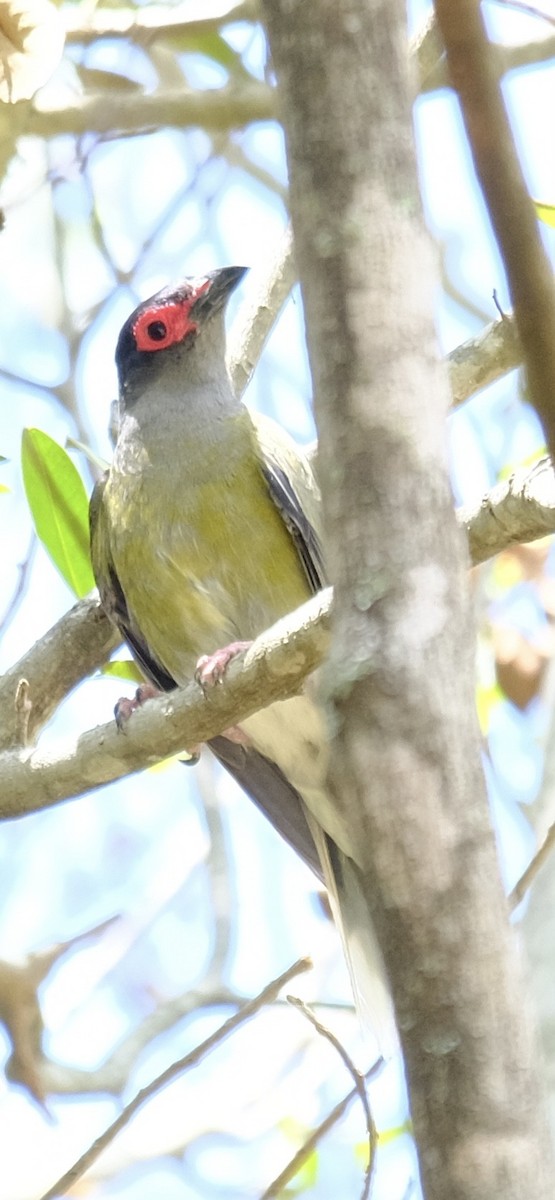 Australasian Figbird - ML647013715