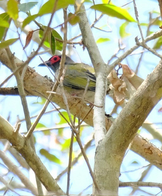 Australasian Figbird - ML647013716