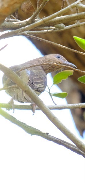 Australasian Figbird - ML647013717