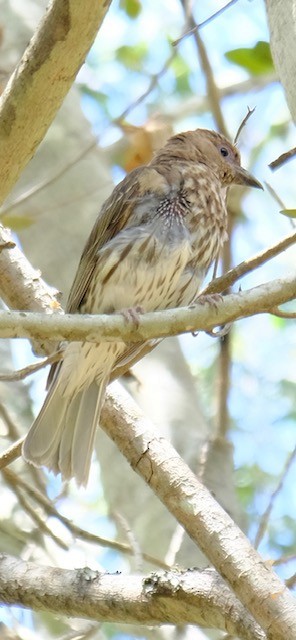 Australasian Figbird - ML647013718