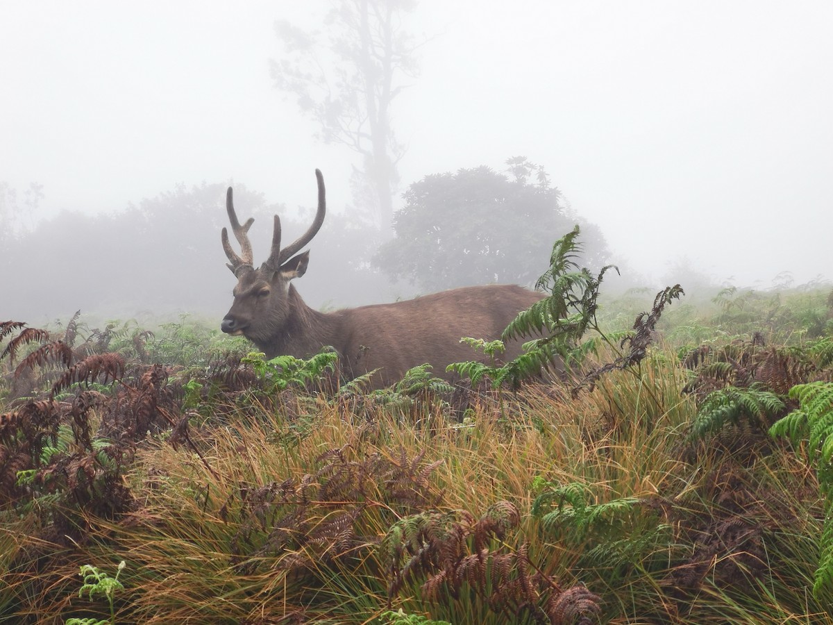 Animals - ML647013719