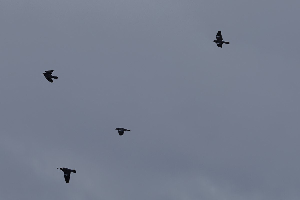 Common Wood-Pigeon - ML647013720