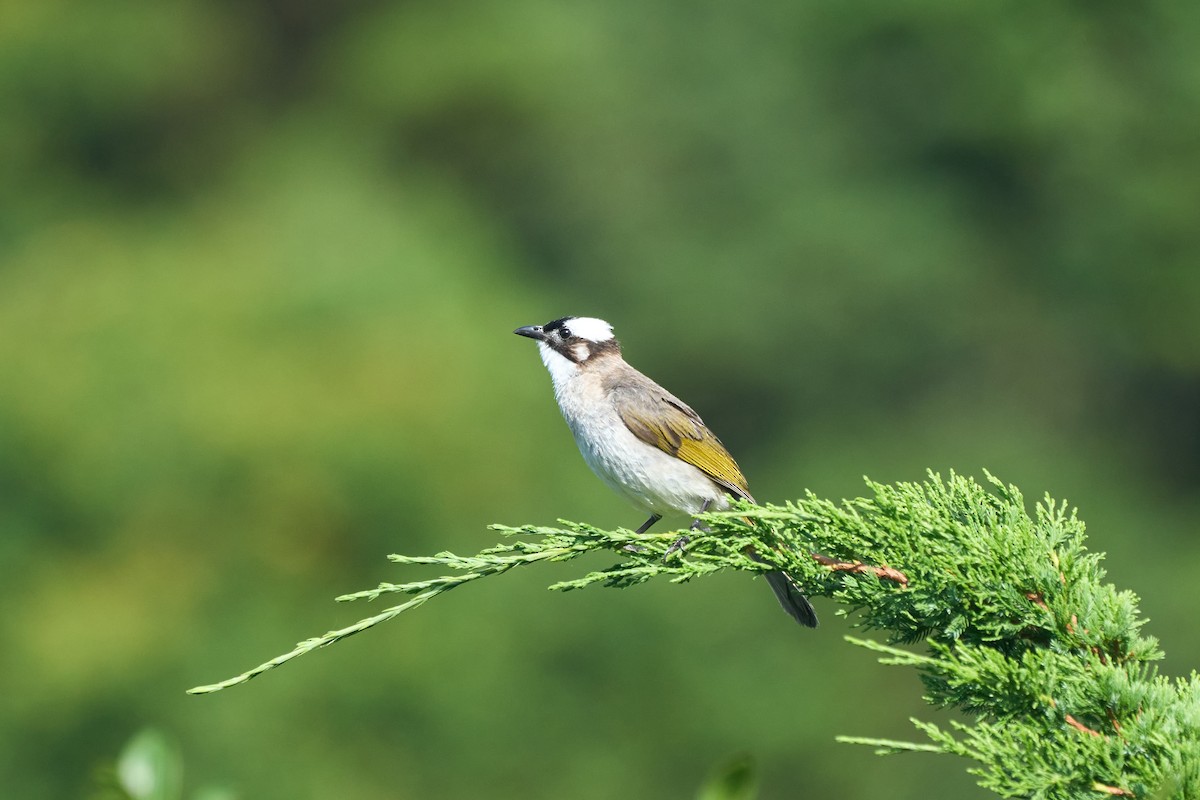 Light-vented Bulbul (formosae/orii) - ML647013721