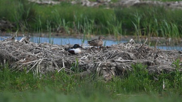 Northern Shoveler - ML647013722
