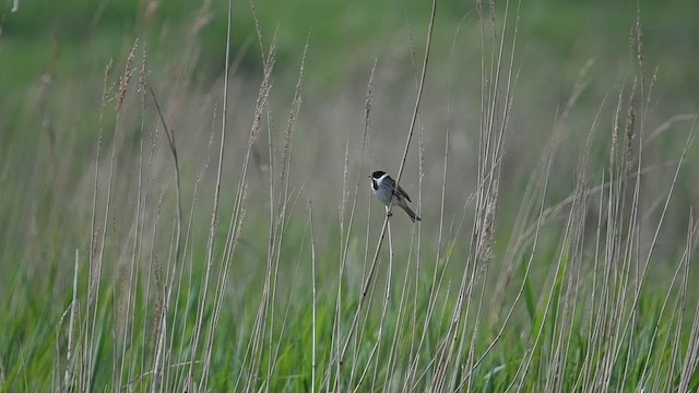 Reed Bunting - ML647013726