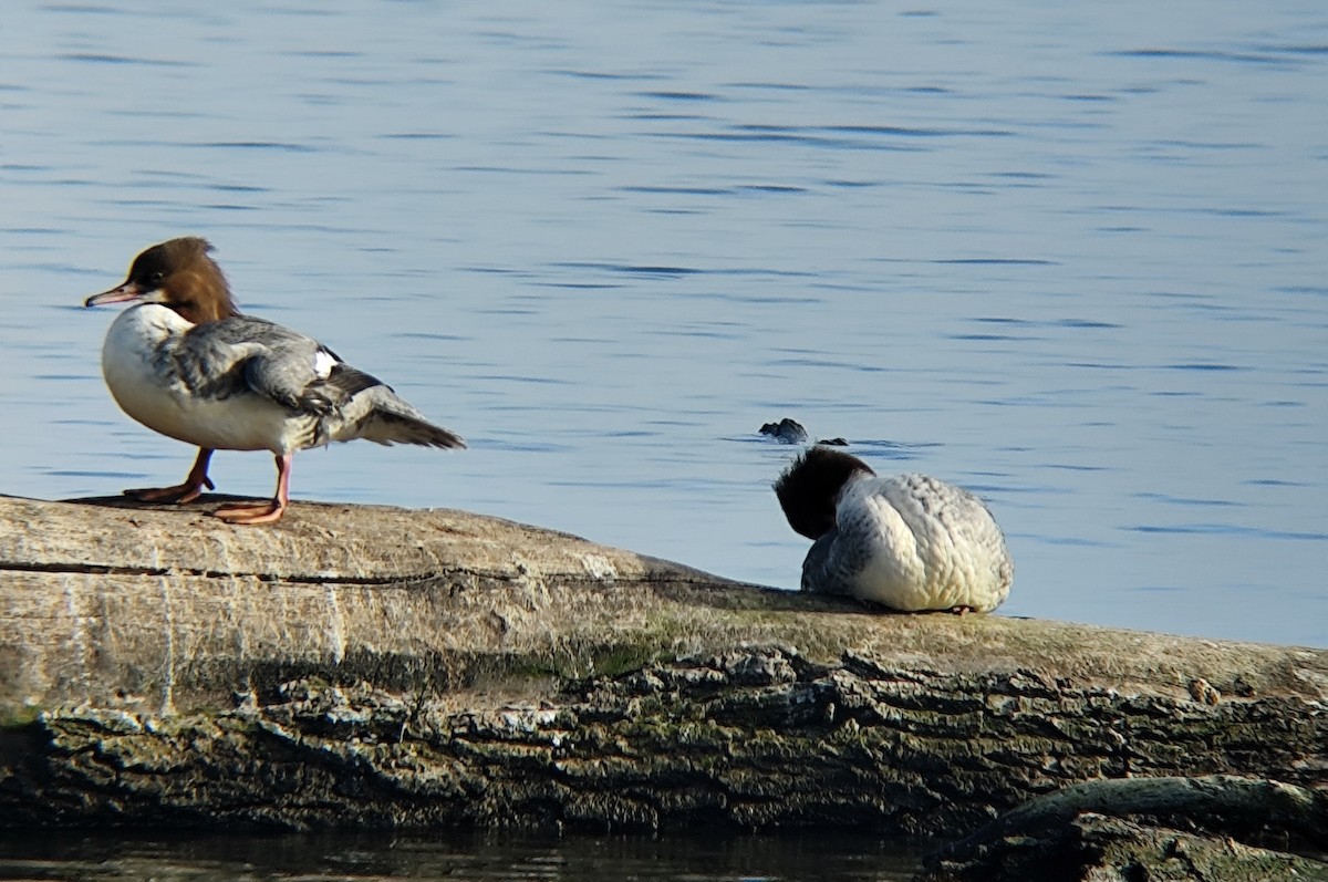 Common Merganser - ML647013727
