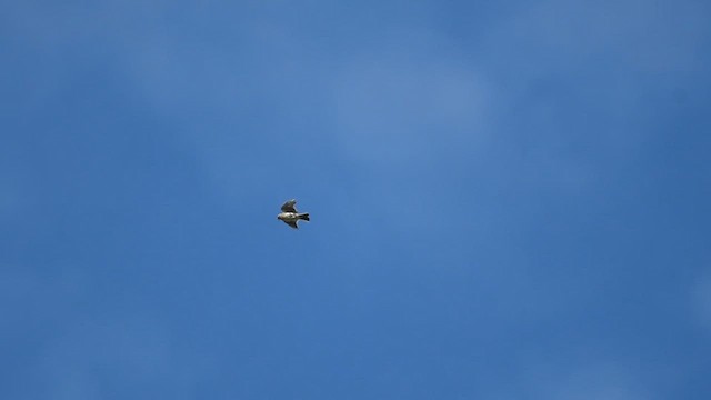 Eurasian Skylark - ML647013729