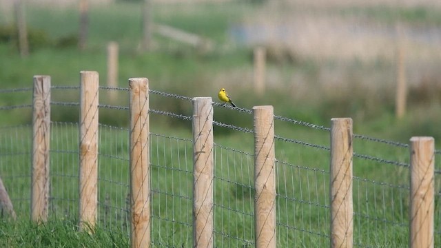 Western Yellow Wagtail - ML647013730