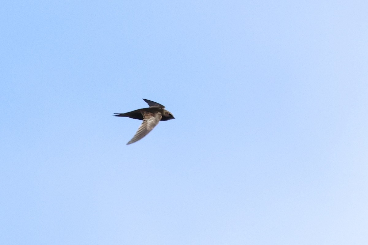 African Swift (African) - ML647013731