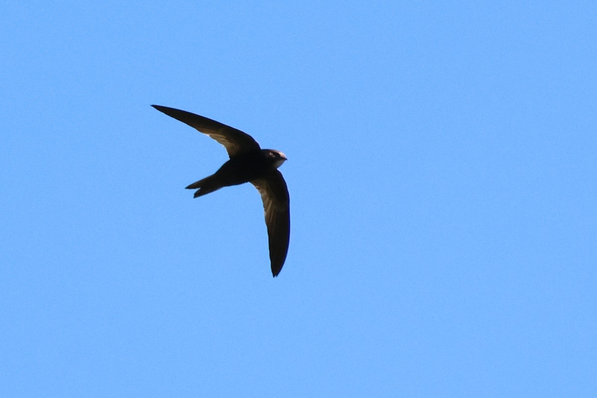African Swift (African) - ML647013732