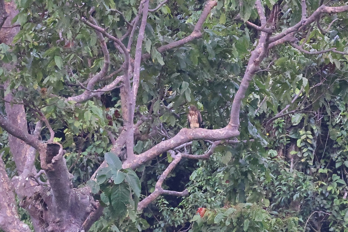 Pygmy Eagle - ML647013733