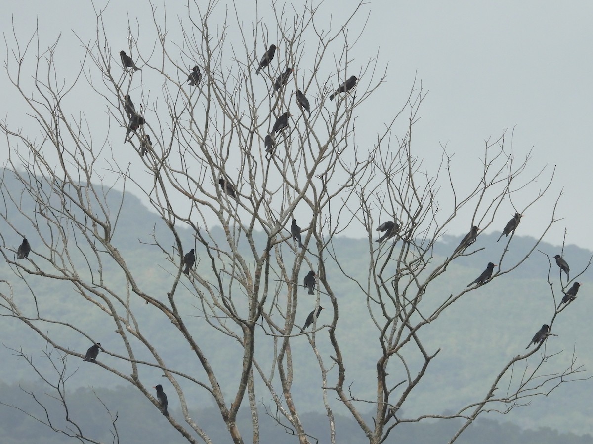 Black Bulbul - ML647013734