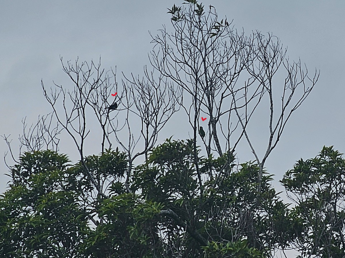 Black Bulbul - ML647013735