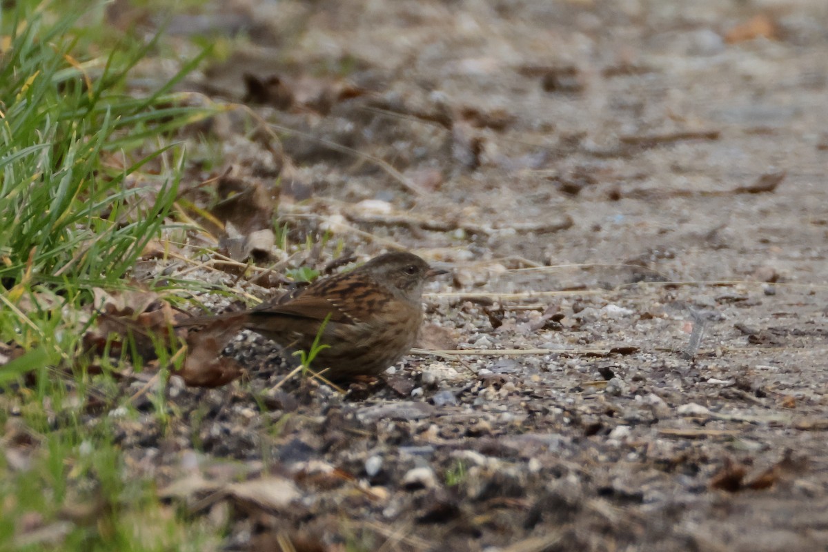 Dunnock - ML647013736