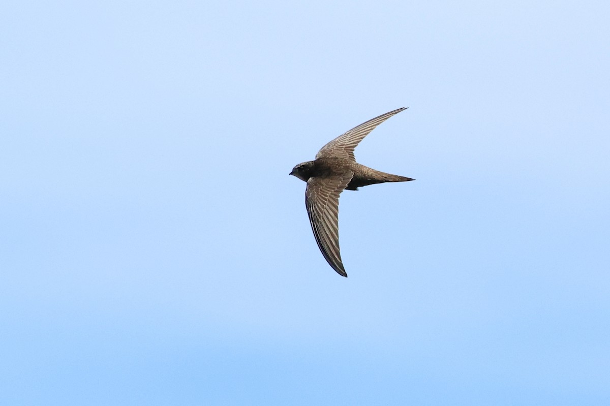 Common Swift - ML647013738