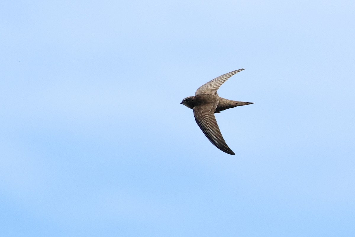 Common Swift - ML647013739