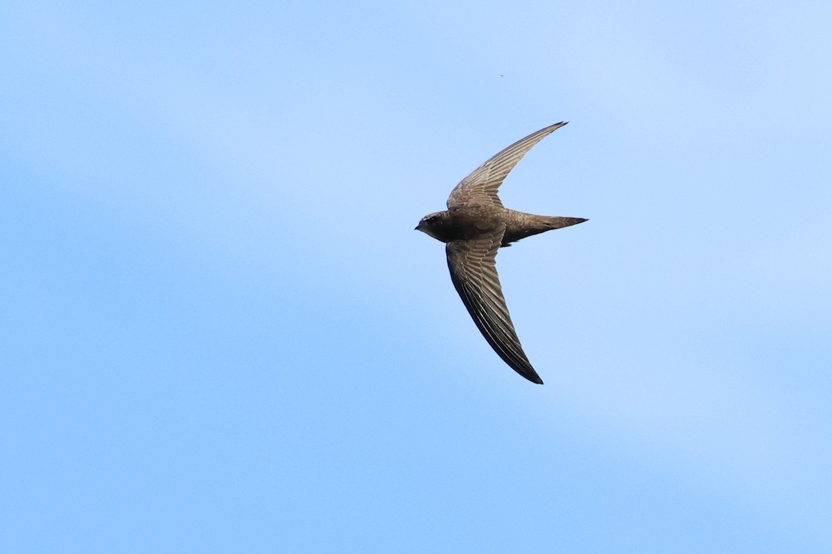 Common Swift - ML647013740