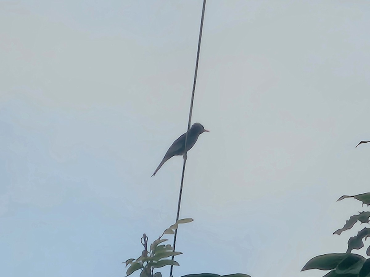 Black Bulbul - ML647013741