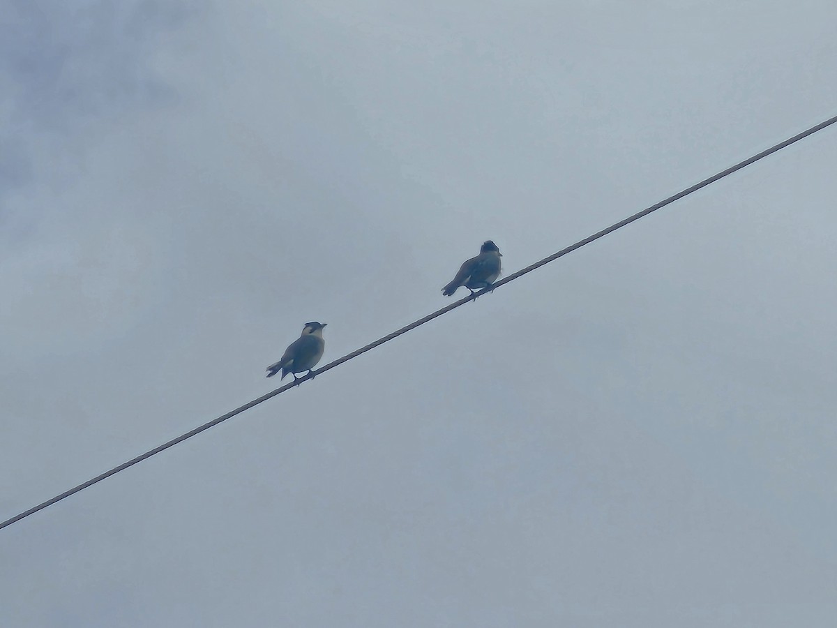 Styan's Bulbul - ML647013748