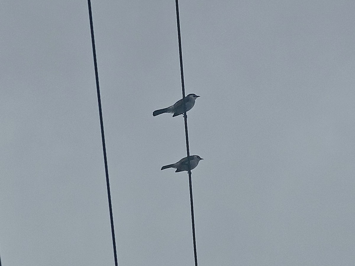 Styan's Bulbul - ML647013749