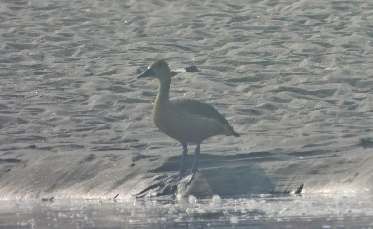 Lesser Whistling-Duck - ML647013750