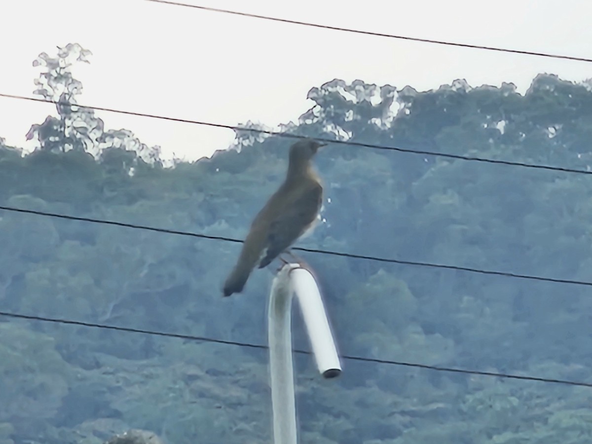 Brown-headed Thrush - ML647013752