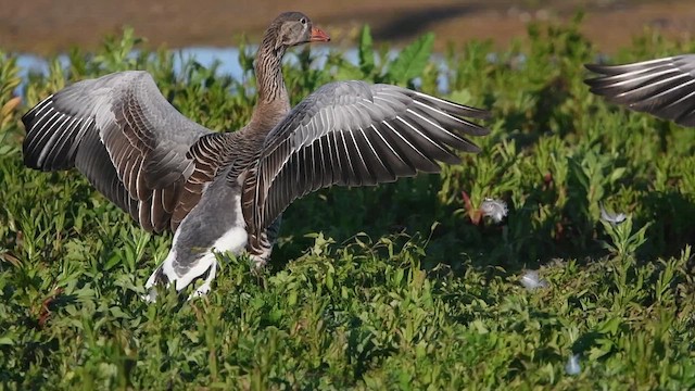 Graylag Goose - ML647013754