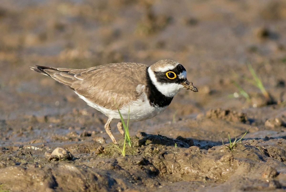 Little Ringed Plover - ML647013755