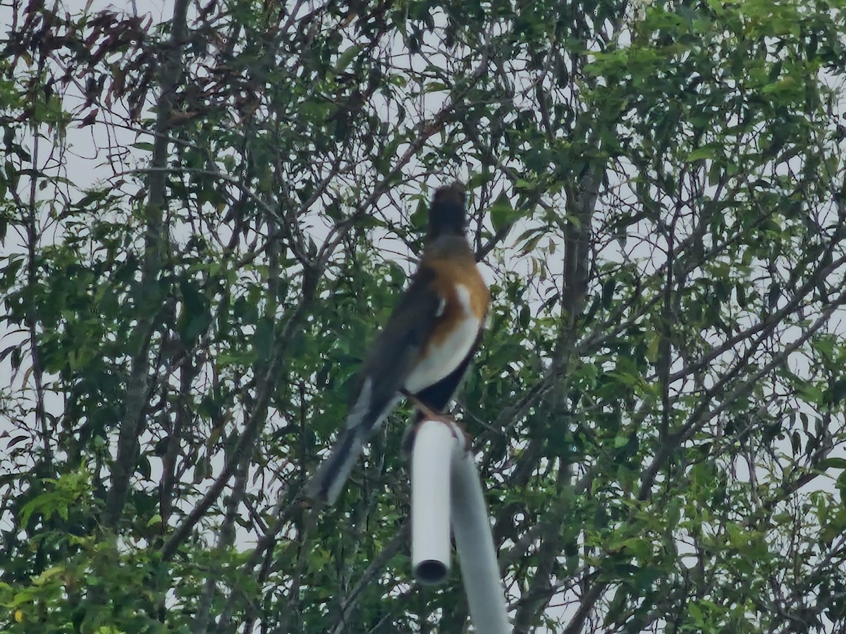 Brown-headed Thrush - ML647013756