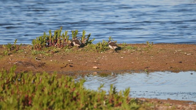 Northern Lapwing - ML647013757