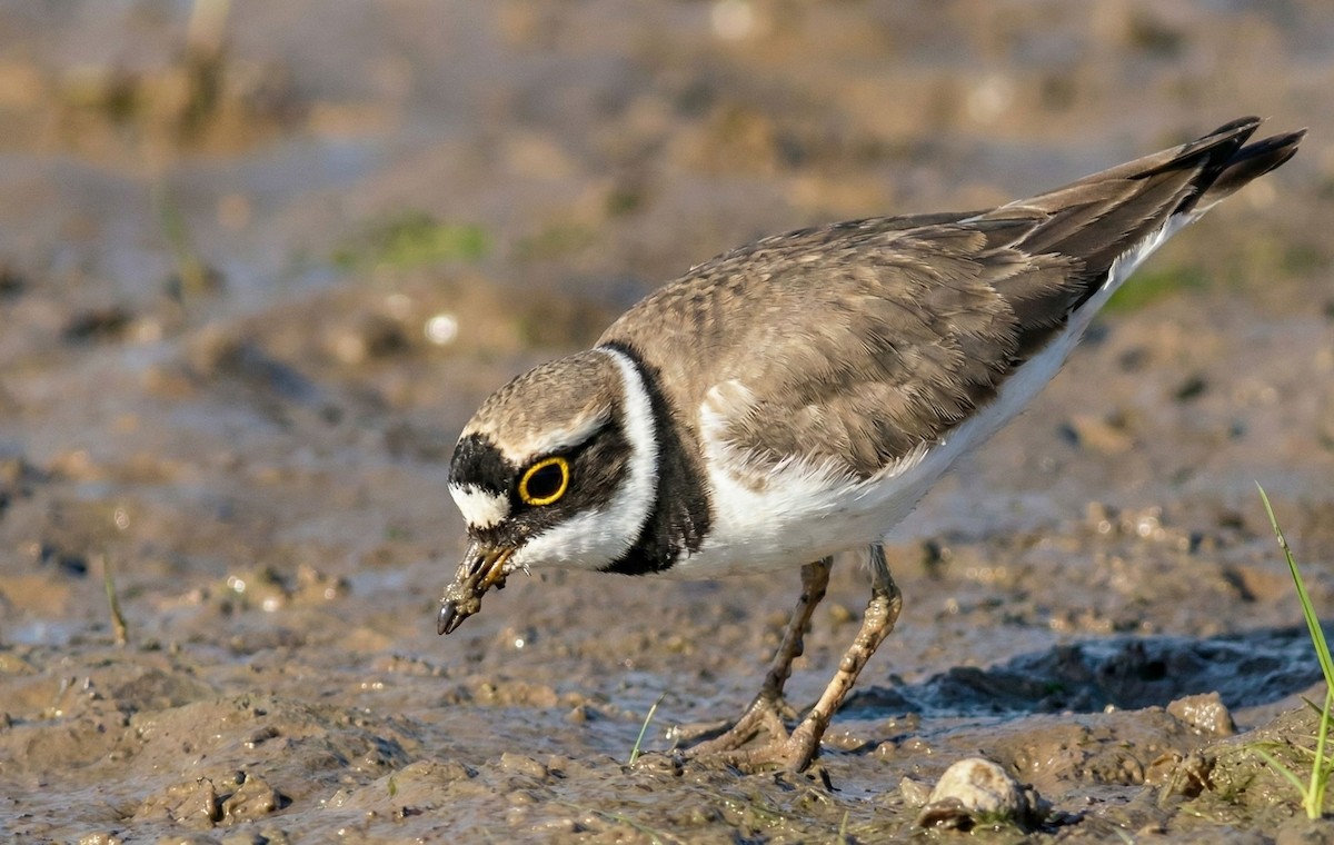 Little Ringed Plover - ML647013758