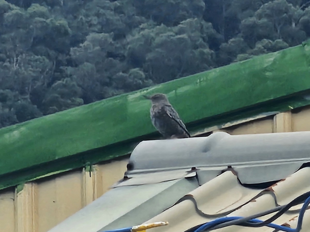 Blue Rock-Thrush - ML647013760