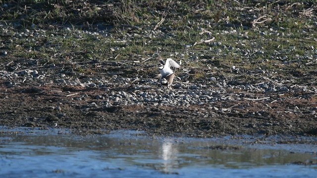 Little Ringed Plover - ML647013761