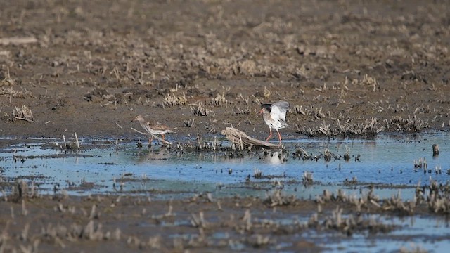 Common Redshank - ML647013762