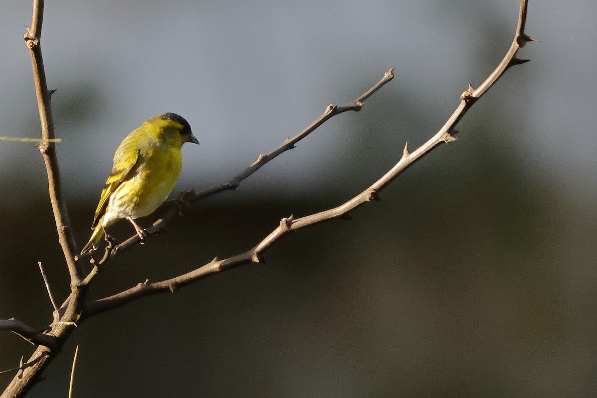 Eurasian Siskin - ML647013764