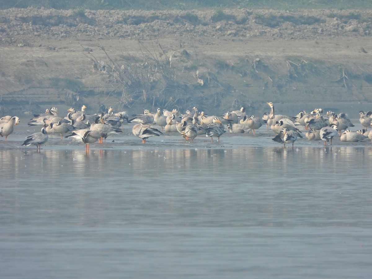 Oie à tête barrée - ML647013767