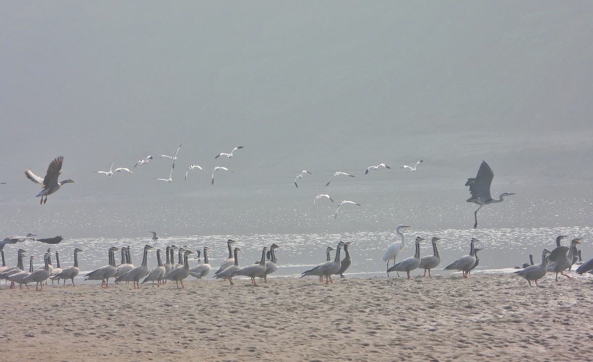 Oie à tête barrée - ML647013768