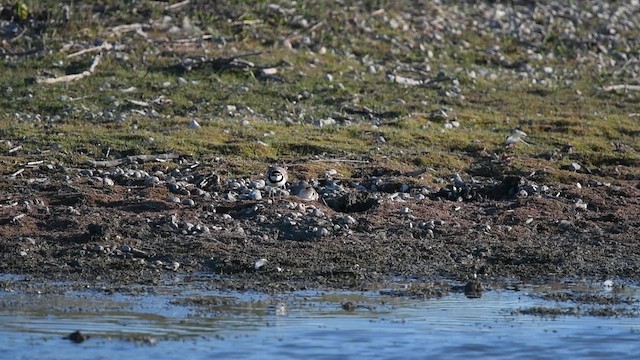 Little Ringed Plover - ML647013769