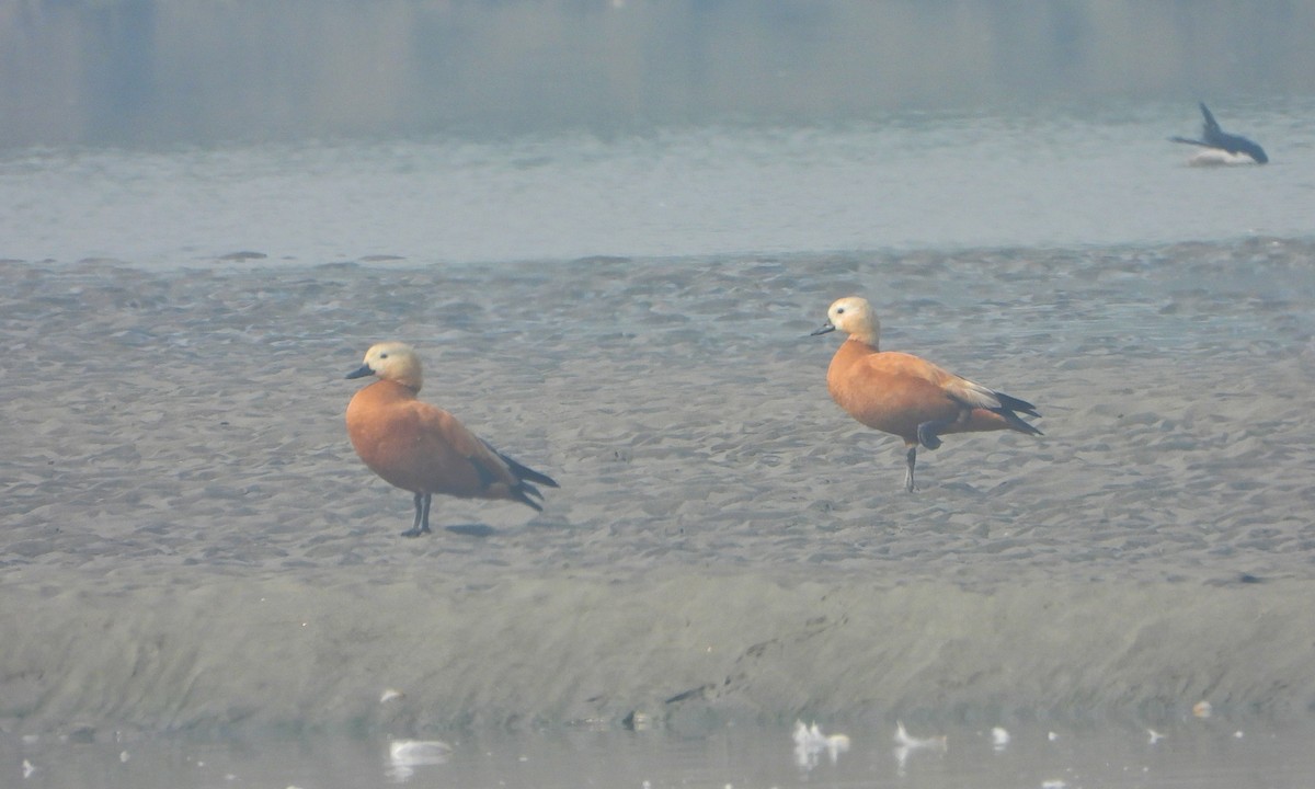 rustand - ML647013771