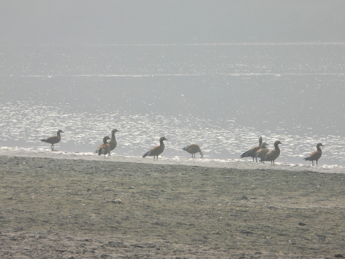 rustand - ML647013773